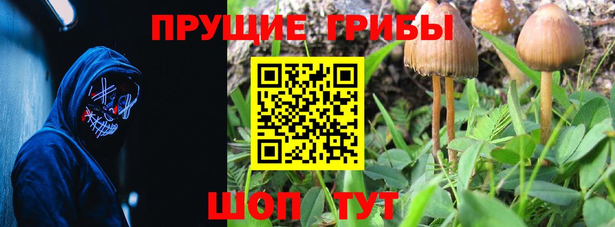 Псилоцибиновые грибы Cubensis Электрогорск
